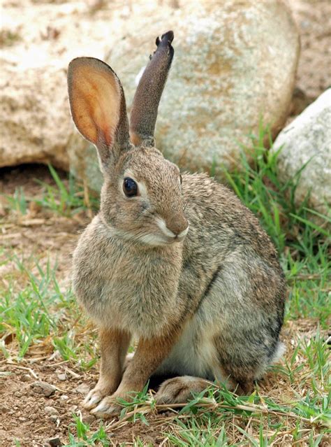 Different Types Of Wild Rabbits