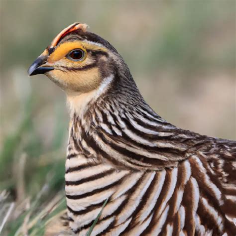 Hunting Lesser Prairie Chicken In California: A Rare Opportunity ...