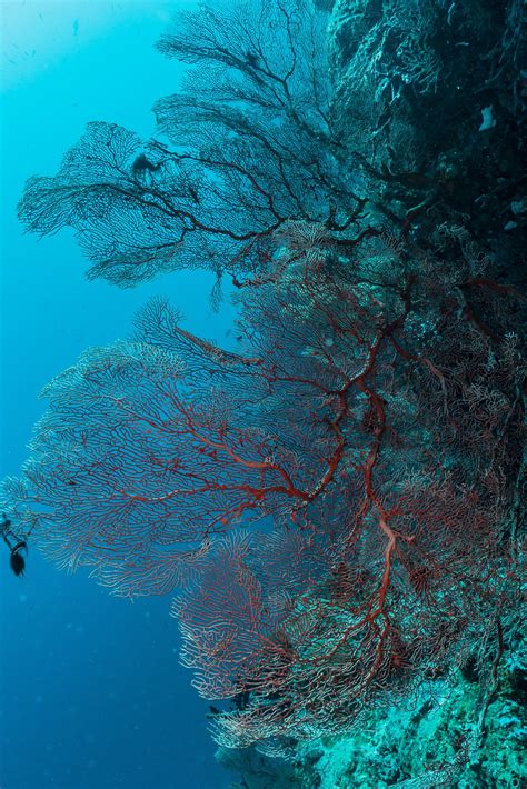 The coral reefs of Papua New Guinea | We love it Wild