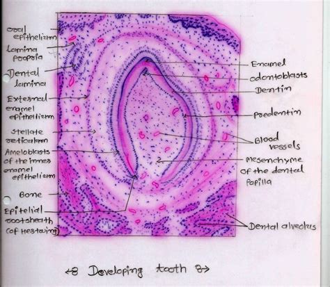 Digestive System Histology - vrogue.co