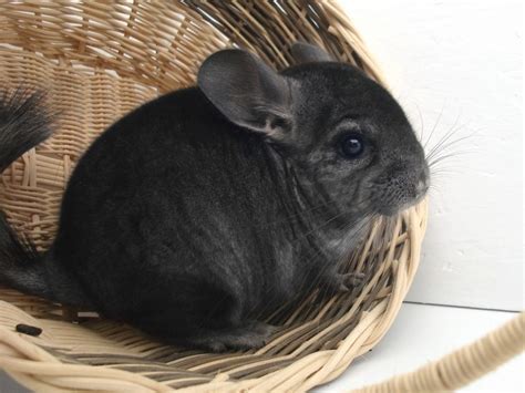 10 Most Beautiful Rabbit Breeds