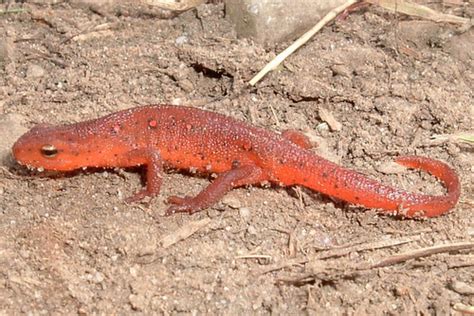 PA HERP IDENTIFICATION » Red-spotted Newt