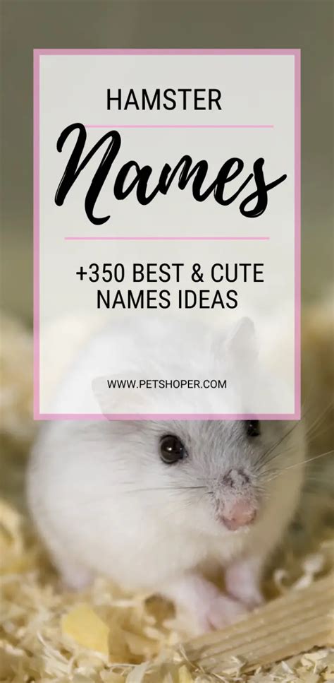 Hamster Names +350 BEST & CUTE Names Ideas - PetShoper