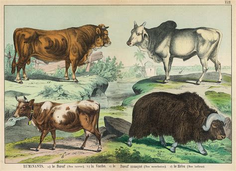 Four Types Of Cattle Bull, Cow, Musk Drawing by Mary Evans Picture ...