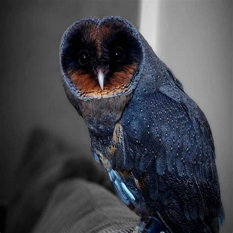 Meet The Extremely Rare Black Barn Owl (Some Says It's 1 In 100,000)