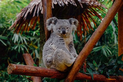 Koalas Rescued from Australian Bushfires to be Re-Introduced into Wild - Blue Door Media LLC