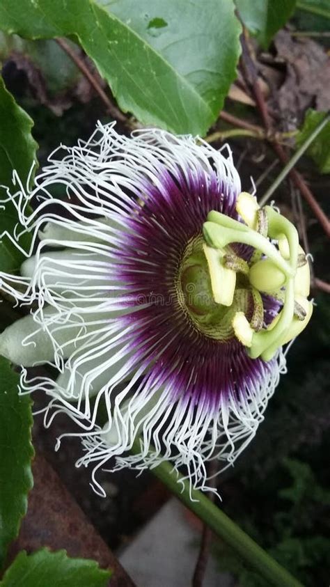 Maracuya Flower Fruit Passiflora Edulis Stock Image - Image of delicious, beautiful: 124124909