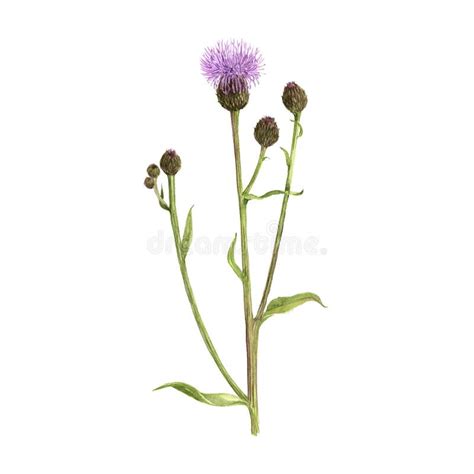 Thistle Drawing Stock Illustrations – 2,812 Thistle Drawing Stock ...