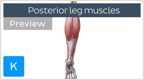 Posterior Leg Muscles Overview (preview) - Human Anatomy | Kenhub - YouTube