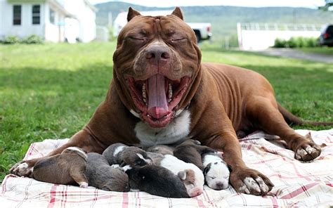 Bow-WOW! World's largest pit bull The Hulk fathers puppies, in pictures