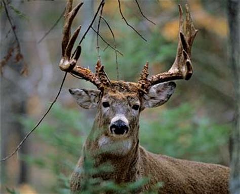 Old Buck Deer