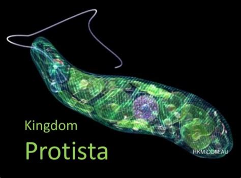 Characteristics of Protists - Science Solve