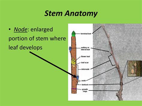 PPT - Stem Anatomy PowerPoint Presentation, free download - ID:2058783