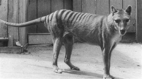 Tasmanian tiger: Scientists hope to revive marsupial from extinction - BBC News