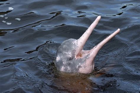 Boto Dolphin In Dark Waters Of Rio Negro Stock Photo - Image of boto, cetacean: 45660348