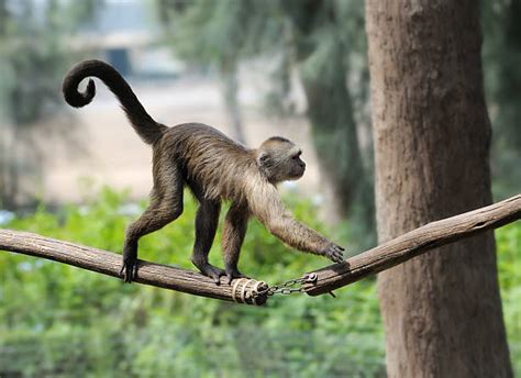 Monkey Tail Stock Photos, Pictures & Royalty-Free Images - iStock