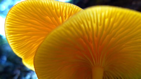 Albota: Backlit mushrooms