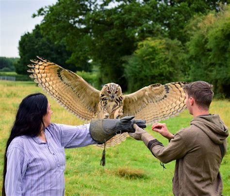 Falconry Experience Derbyshire - Mercer Falconry