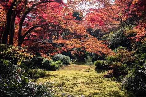 Free Photos arashiyama arboretum autumn color autumn leaves | Japan garden, Fall colors, Arboretum