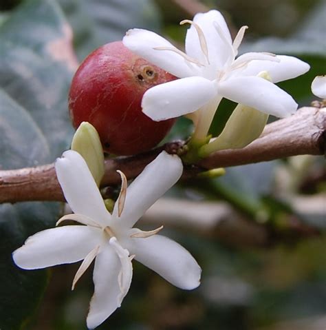 The Best Puerto Rico Coffee Brands - The Coffee Bean Menu