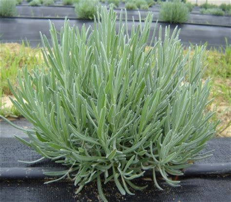 Lavender aroma fills the farm from many lavandula angustifolia lavender plants