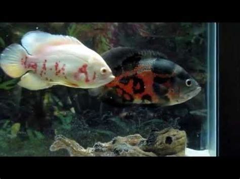 Oscar Fish Breeding Ritual | Oscar fish, Fish breeding, Fish