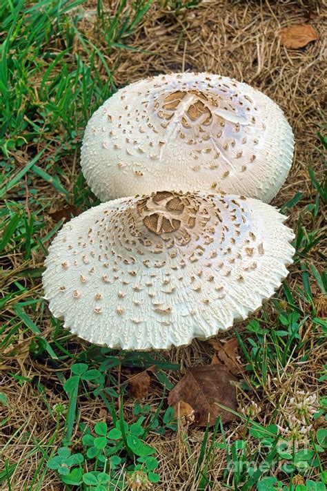 False Parasol Mushrooms Photograph by Dr. Nick Kurzenko/science Photo Library - Fine Art America