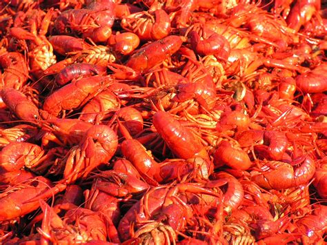 Crawfish Free Photo Download | FreeImages