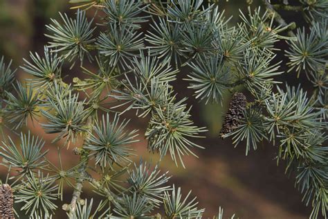 How to Grow and Care for a Cedar of Lebanon Tree