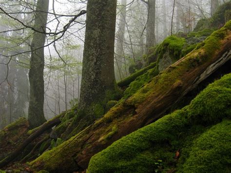 The Bohemian Forest is locally known as Šumava. It is a gentle rolling ...