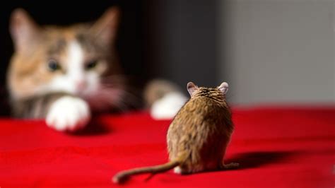 Top Cat Breeds for Catching Mice