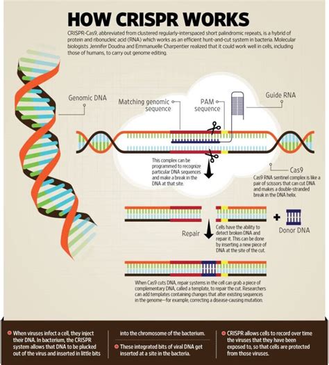 CRISPR-Cas9 Gene editing tool: Introduction, Principles, Uses & Applications