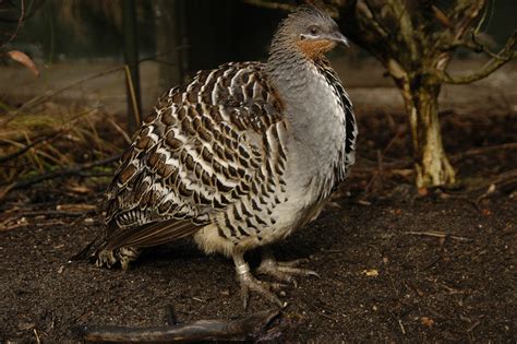 GALLERY: Threatened birds of the Mallee Region - Australian Geographic