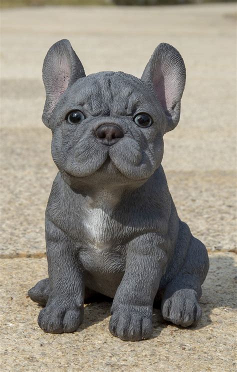 How Much Is A Blue French Bulldog Puppy