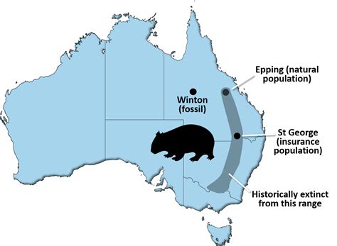 Palaeontology informing conservation: Northern Hairy-nosed Wombats - Diprotodon.com