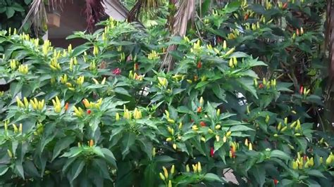 Giant Chili Pepper Plant... - YouTube