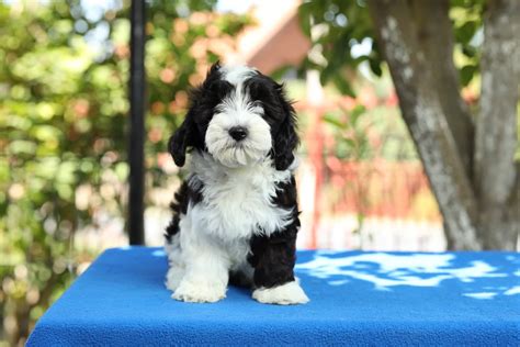 Bichon Havanese puppies