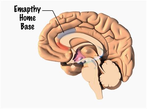 Download What Part Of The Brain Do Emotions Come From PNG | Diagram Anatomy