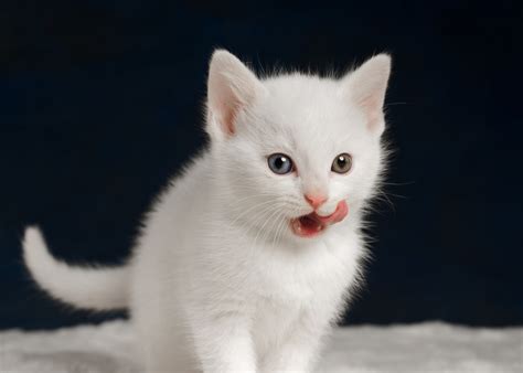 Fond d'écran : Chatons, blanc, Les langues, chat, des bébés animaux 2048x1463 - WallpaperManiac ...