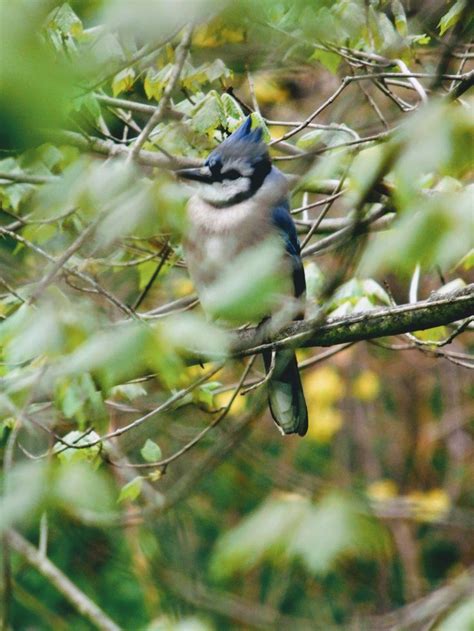 Neck feathers blowing in high winds, he held on. Blue Jay - s.dorman's ...