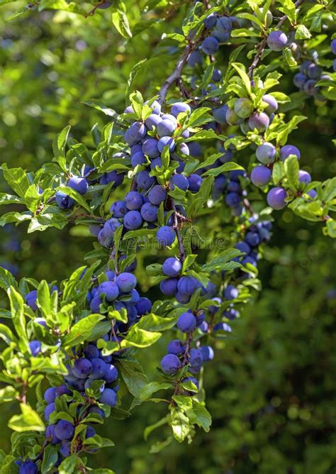 Blackthorn Bush with Ripening Berries Stock Photo - Image of sloe ...