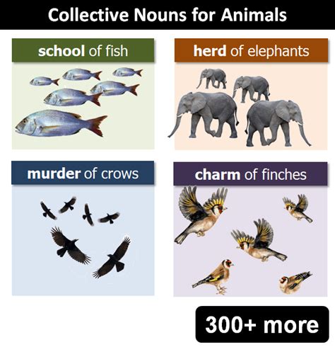 Collective Nouns for Animals