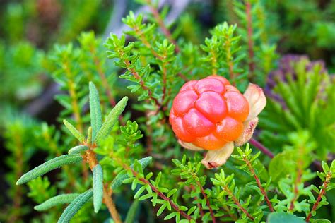 Lapland’s gold: foraging for cloudberries in Finland - Lonely Planet