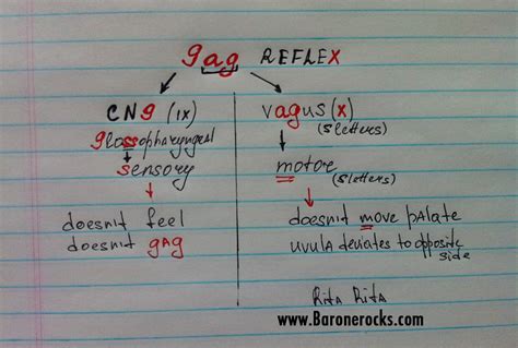 Gag Reflex Pathway