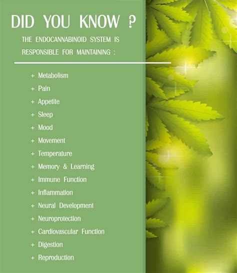 Everything You Need to Know About CBD and Anandamide