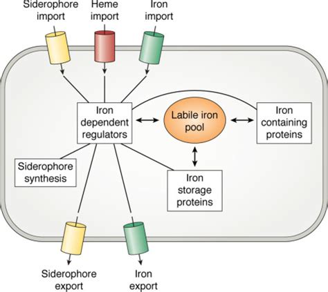 Bacterial iron detoxification at the molecular level - Journal of Biological Chemistry