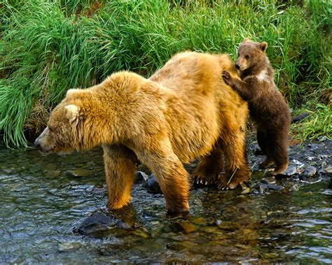 Bear Watching on Kodiak Island - Viewing the World’s Largest Omnivore | Entree Destinations