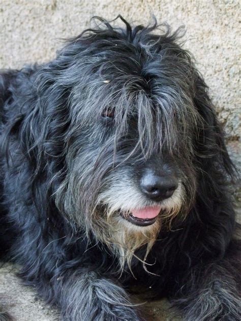 Image: A shaggy dog suffering from the heat | Pete the Vet