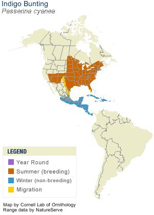 Indigo Bunting, Identification, All About Birds - Cornell Lab of Ornithology