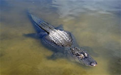 Yangtze River Wildlife, Animals Living along the Yangtze River